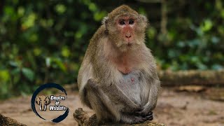 Longtailed macaque  Crabeating macaque  Monkey [upl. by Anilos]