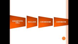 Euchromatin and Heterochromatin [upl. by Wulfe]