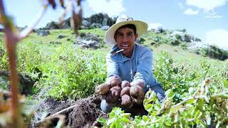 lA ASOCIACIÓN PARA EL DESARROLLO LAS BAMBAS INFORMA COTABAMBAS TAMBOBAMBA CHALLHUAHUACHO HAQ… [upl. by Okkin76]