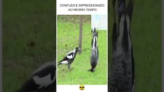 CONFUSO E IMPRESSIONADO AO MESMO TEMPO [upl. by Aremat]