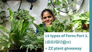 15 types of Ferns Part 22 II How to grow Ferns Malayalam II Fern plants Malayalam [upl. by Ranite148]