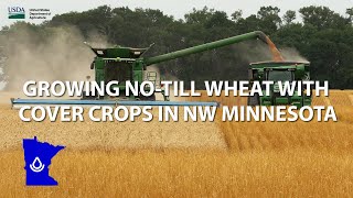 Growing Notill Wheat with Cover Crops in NW Minnesota [upl. by Gwenette987]