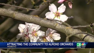 Take in Modesto’s almond orchards during the ‘Almond Blossom Cruise’ [upl. by Coco]