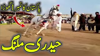 Haidri malang Ghora Chakwal  white Nukra Ghora  Horse Dance  Ghora Dance  Yasir Rafique Malik [upl. by Nahsin]