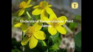 Homeopathic themes of Ranunculaceae family explained by Drs Joshi with cases of each remedy [upl. by Elamef512]