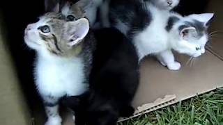 10 Kittens 1st Day Outside  Cute Cats Playing  Adorable Animals [upl. by Bondon122]