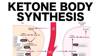 Ketone Body Synthesis [upl. by Pasco]