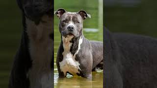 Which is the Most Protective Bully Breed [upl. by Addis]