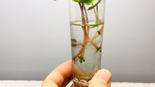 Propagation Update 1  Peperomia Caperata [upl. by Carder855]