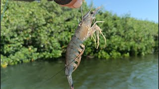 Pesca de Pargo con Camarón Vivo al modo Artesanal [upl. by Ainehta]