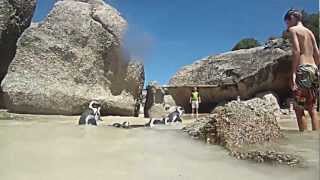 Cape Town Penguins [upl. by Ahsiekel317]