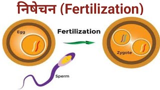 निषेचन FertilizationZygoteFormation biologywalesir fertilization male female gamete sperm [upl. by Zoie]