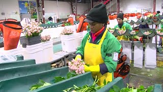 Productores ecuatorianos de flores destacan incremento de exportaciones por Día de la Madre [upl. by Audris]