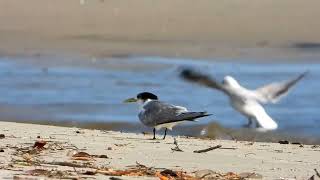 Crested Terns at Kakadu Beach Birdhides [upl. by Itsa]