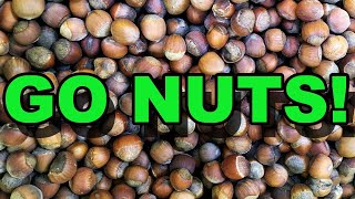 Why You Need Native Hazelnuts on Your Property [upl. by Anauqcaj]