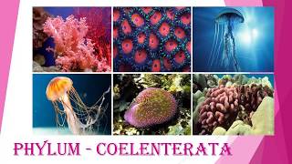 Phylum Coelenterata Cnidaria  Animal Classification 2 [upl. by Notkcorb]