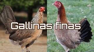 Gallinas para cría gallinas finas puras Cual Linea es tu favorita15 mejores lotes de gallinas finas [upl. by Ahsimat]