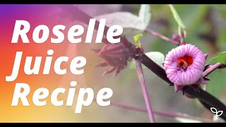 Roselle Juice Recipe amp Jam From Fresh RoselleHibiscus Flowers [upl. by Nnylrahc769]