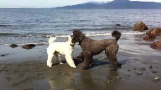 2 Standard Poodles Playing on the Beach [upl. by Rinum]