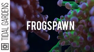 Frogspawn Coral Care Tips [upl. by Erialb]