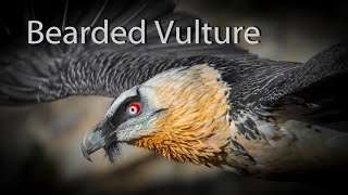 Bearded Vulture  Spain Also known as the Lammergeier [upl. by Naxela]