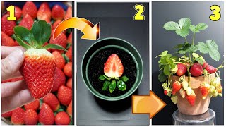 FRAGOLE 3 metodi per farle nascere gratis fragole coltivazione fstrawberry fresa gratis raises [upl. by Rieth]