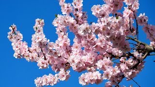 Mandelbaum Prunus dulcis  Blühende Mandelbäumchen an der Bergstrasse [upl. by Lindner]