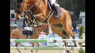 2009 Oldenburg gelding top amateur rider horse wwwsporthorsesonlinecom [upl. by Newlin]