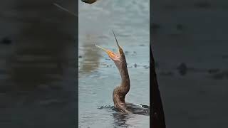 Anhinga trying to cash fish shorts birds [upl. by Asor]