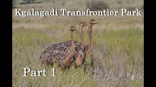 Kgalagadi Transfrontier Park Part one [upl. by Nelli]