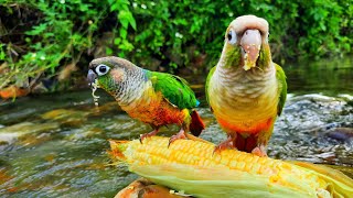 green conure bird eating corn in water It sings too Green Cheek Conure Parrot Bird [upl. by Vladamir]