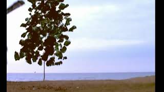 My Tree a Sara Siadat Nejad Short Film [upl. by Etteyafal704]