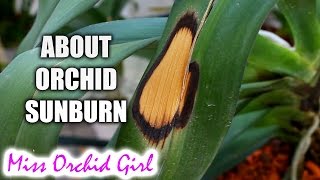 Sunburn on Orchid leaves  causes prevention treatment [upl. by Amalbergas]