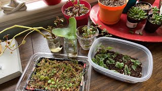 Peperomia Propagation 3 Methods  4 Varieties [upl. by Aleron908]