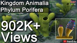 Learn Biology Kingdom Animalia Phylum Porifera iKen  iKen Edu  iKen App [upl. by Audie]