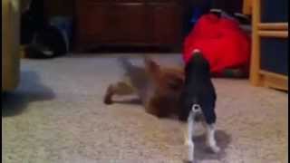 Moustache the yorkshire terrier yorkie attacks toy wolf [upl. by Gardner]