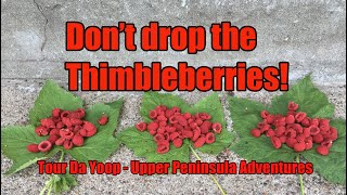 Dont drop the Thimbleberries [upl. by Enwahs]