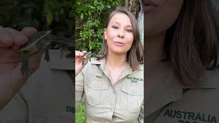 Bindi Irwins Creek Animal Guide 🐢 Broad Shelled Turtle  Bluey ytshorts [upl. by Stefanac]