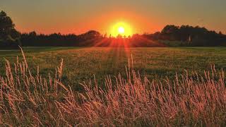 SONIDO DEL AMANECER EN EL CAMPO  CANTO DE LAS AVES  SONIDOS DE LA NATURALEZA  RELAX HD 1 HORA [upl. by Eeuqram]