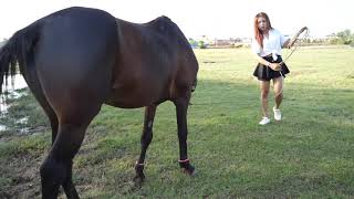 Perpect How To Teach Your Horse at Field [upl. by Rico]