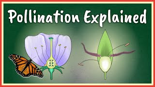 Pollination Explained [upl. by Luigino]