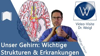 Das Gehirn Aufbau amp Funktion  6 häufige Erkrankungen von Alzheimer über Epilepsie bis Schlaganfall [upl. by Lauryn]