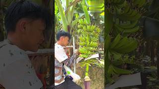 Banana Planting  mini wood toywood working art skill wood  hand crafts  shorts [upl. by Bounds]