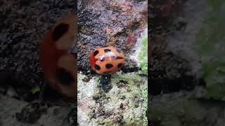 Into a cute little Ladybug 🐞 [upl. by Attennod]