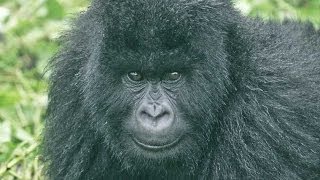 Gorillas and Wildlife of Uganda HD [upl. by Merri]