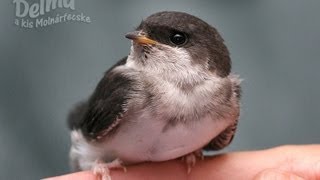 Delma a kis molnárfecske  Delma the baby swallow [upl. by Yaner946]