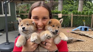 Shiba Inu adorable puppy overload Pick of the litter [upl. by Osborn]