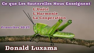 Donald Luxama  Les Sauterelles  Proverbes 3027 [upl. by Nwahshar]