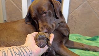 1 Day Old Chocolate Lab Puppies [upl. by Elisee100]