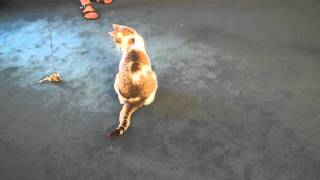 How to Play With Your Cat Using Interactive Cat Toys [upl. by Yarw]